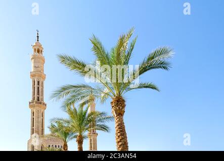 Haute mosquée et palmiers verts contre un ciel bleu clair à Charm El Sheikh Banque D'Images