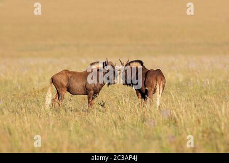 Une paire de gnous noirs (Connochaetes gnou) dans les prairies ouvertes, Mountain Zebra National Park, Afrique du Sud Banque D'Images