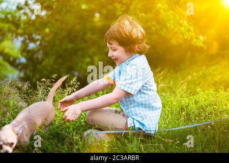 Chien Chihuahua et petit enfant gros plan. Un garçon cacaucasien ravie raboté attrape un chiot par beau temps dans le parc sur l'herbe et joue ensemble Banque D'Images