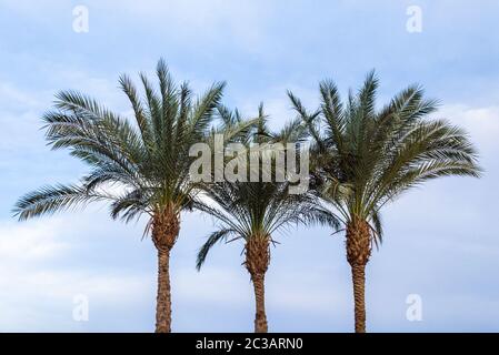 Trois palmiers vert contre un ciel bleu Banque D'Images