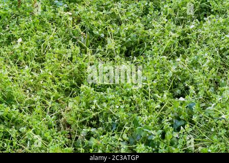 .UN gros plan de Stellaria media, la mauvaise herbe à chiche. C'est une plante à fleurs annuelle et pérenne de la famille des Caryophyllacées [1]. Il est natif d'Euras Banque D'Images