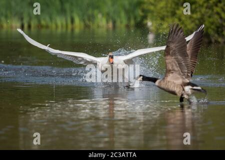 Mute Swan combat l'OIE du Canada sur l'eau. Son nom latin est Cygnus olor. Banque D'Images