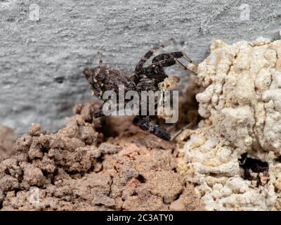 Macro Photographie de Portia Jumping Spider avec Nest au plafond Banque D'Images