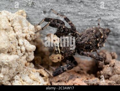 Macro Photographie de Portia Jumping Spider avec Nest au plafond Banque D'Images