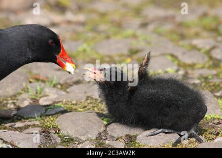 Moorhen Gallinula chloropus nourrissant la poussette Banque D'Images