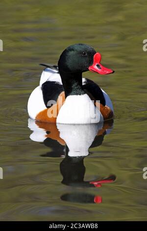 Shelduck Tadorna tadorna - homme Banque D'Images