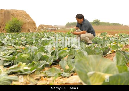 (200619) -- BEIJING, 19 juin 2020 (Xinhua) -- UN agriculteur récolte des choux dans un champ du village de Wanglyuzhai, ville de Handan, dans la province de Hebei, au nord de la Chine, vers 8 h 00 le 16 juin 2020. Plusieurs distributeurs et supermarchés à Pékin ont augmenté le stock de légumes pour garantir les approvisionnements, après la suspension du marché principal de Xinfadi le 13 juin en raison de la déclaration de nouveaux cas de COVID-19. Parmi eux, le marché CSF, l'une des grandes chaînes de supermarchés de Pékin, a fait de grands efforts pour répartir et transporter les fournitures. Le marché achète des légumes directement à la base de plantation de Handan of Hebe Banque D'Images