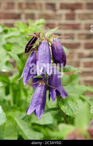 Bellflower ( Campanula punctata 'Kent Belle' ) Angleterre, Royaume-Uni, GB. Banque D'Images