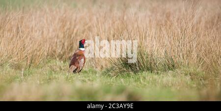 Homme de Pheasant dans l'herbe. Son nom latin est Phasianus colchicus. Banque D'Images