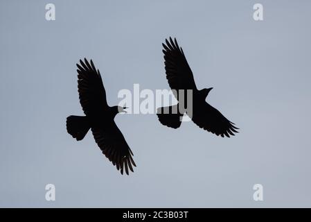 Vol dans le ciel. Son nom latin est Corvus frugilegus. Banque D'Images