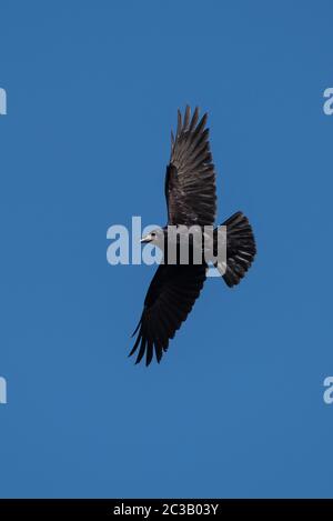 Vol dans le ciel. Son nom latin est Corvus frugilegus. Banque D'Images