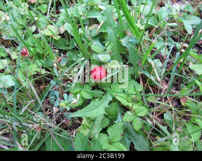 Fraise indienne rouge, Potentilla indica, entre les mauvaises herbes Banque D'Images