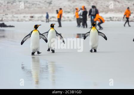 Penguin King; Aptenodytes patagonicus; Marche sur la plage; Volunteer point; Falklands Banque D'Images