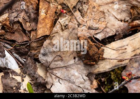 Une grenouille et une crapaud dans la forêt d'Algonquin Banque D'Images