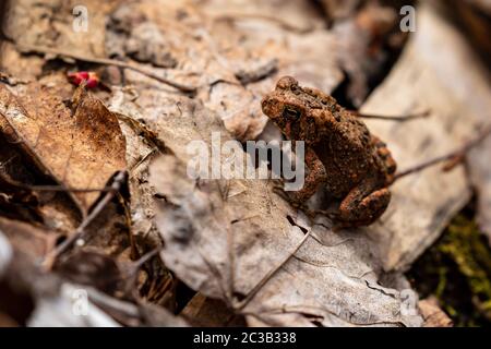 Une grenouille et une crapaud dans la forêt d'Algonquin Banque D'Images