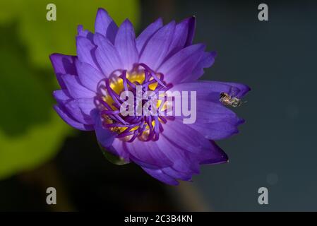 Prend les abeilles nectar de la belle fleur de lotus ou nénuphar violet. Photo macro d'abeille et la fleur. Banque D'Images
