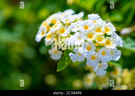 Belle nature de fleurs tropicales, gros plan blanc jaune Lantana Camara, Tissu d'or, Hedge Flower, Lantana, Weeping Lantana ou White Sage dans un gr Banque D'Images