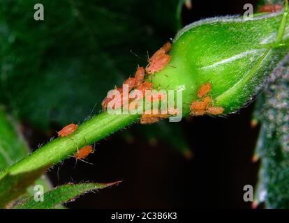 Infestation de pucerons sur la plante de roseraie de jardin de maison. Banque D'Images