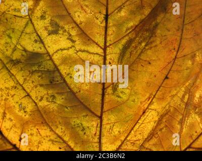 gros plan d'une feuille d'automne marron orange montrant des veines et des cellules Banque D'Images