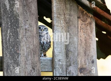 Little OWL, dans un bâtiment délabreintant, lumière du jour Banque D'Images