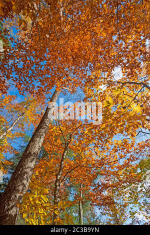 Couleurs spectaculaires dans la canopée en automne DANS le parc national d'adirondack à New York Banque D'Images