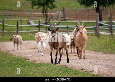 Troupeau de chèvres et de moutons marchant sur une route et regardant la caméra. Paysage typique de campagne. Banque D'Images