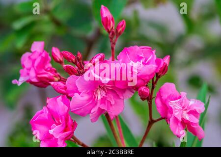 La lauriers-roses une espèce de Dogbane, Rose Bay, c'est le nom botanique de la lauriers-roses de Nerium. Le jardin avec des plantes en fleur oléander. Gros plan doux rose doux doux ole Banque D'Images