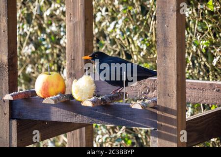 Mâle de Common Blackbird, Turdus merula se nourrissant dans le bois maison d'engraissement des oiseaux, birdhouse installé sur le jardin d'hiver, pas de neige Banque D'Images