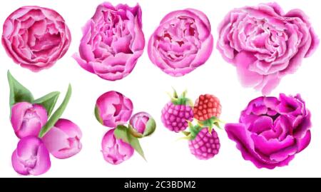 Framboise aquarelle, roses rose vif et fleurs de tulipe avec feuilles vertes. Ensemble de vecteurs Illustration de Vecteur