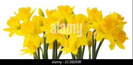 Panorama de belles Narcisse (Daffodil, Narzisse, Amaryllidaceae) isolées sur fond blanc. Allemagne Banque D'Images