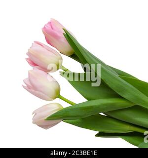 Magnifiques tulipes blanches et roses (famille Lily, Liliaceae) isolées sur fond blanc, y compris le chemin d'écrêtage. Allemagne Banque D'Images