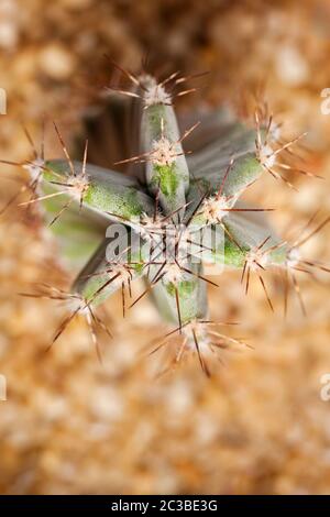 Cactus miniature en pot Cereus repandus ou cactus péruvien aux pommes. Vue de dessus. Banque D'Images