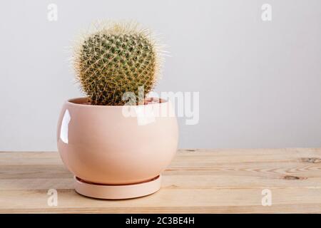 Mammilaria Geminispina plante de cactus dans un pot sur table en bois. Banque D'Images