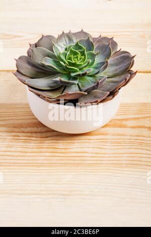 Echeveria lilacina plante dans un pot blanc sur fond de bois. Ghost Echeveria est une espèce de plantes succulentes appartenant à la famille des Crassulacées Banque D'Images