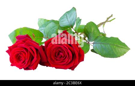 Deux roses rouges (Rosaceae), avec tige et feuilles vertes isolées sur fond blanc, y compris un chemin de coupure sans ombre. Allemagne Banque D'Images