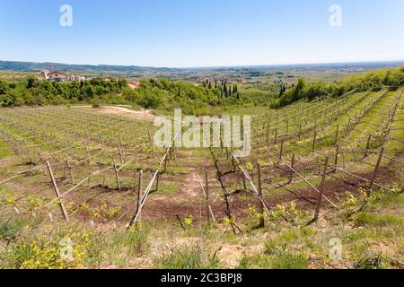 Paysage de collines de Valpolicella, la viticulture Italienne, Italie. Paysage rural Banque D'Images