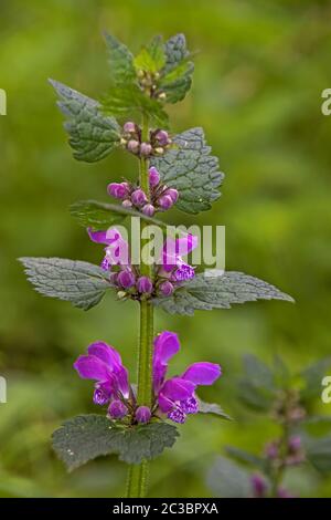 Ortie rouge « Lamium purpueum »