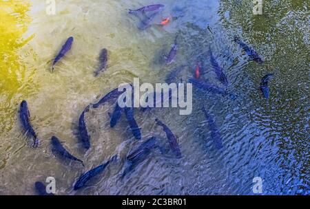 Vue aérienne de la Marne pleine de poissons à Meaux, France Banque D'Images