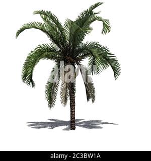 Un seul Palm Date avec ombre sur le sol Banque D'Images