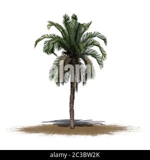 Dater le palmier sur une zone de sable Banque D'Images