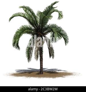 Un seul palmier Date sur une zone de sable Banque D'Images