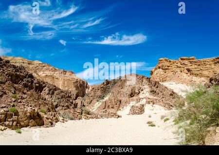 buissons verts sur le sable dans un canyon dans le désert avec la toile de fond des montagnes et un ciel bleu Banque D'Images