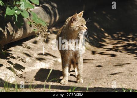 Wildcat Banque D'Images