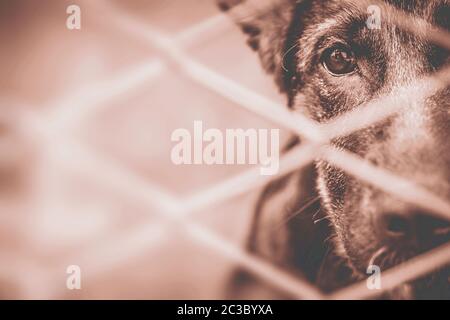 Chien abandonné et en cage Banque D'Images