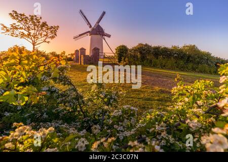 Moulin à vent traditionnel au lever du soleil avec des fleurs étonnantes, Skerries, Irlande Banque D'Images