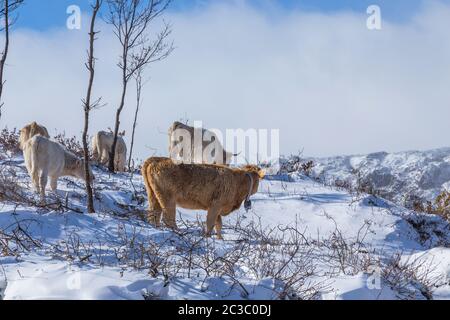 Les vaches à la montagne avec la neige en Sanabria, près du lac, Castilla y Leon, Espagne Banque D'Images