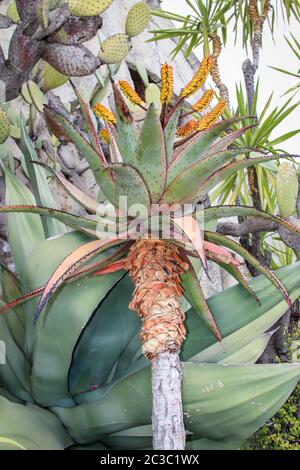 Cactus dans un environnement méditerranéen dans lequel ils sont adaptés de façon optimale Banque D'Images