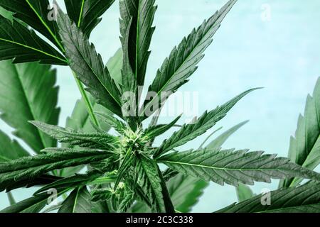 Cannabis avec des feuilles, des stigmates et des trichomes dynamiques, sur un fond bleu, la culture de la plante de marijuana, avec un endroit pour le texte Banque D'Images