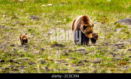 Mère Grizzly Bear avec deux jeunes Cubs qui erraient dans le parc national Jasper, en Alberta, au Canada Banque D'Images
