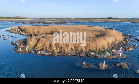 Colonie de mouettes dans le Delta du Danube, Roumanie Banque D'Images